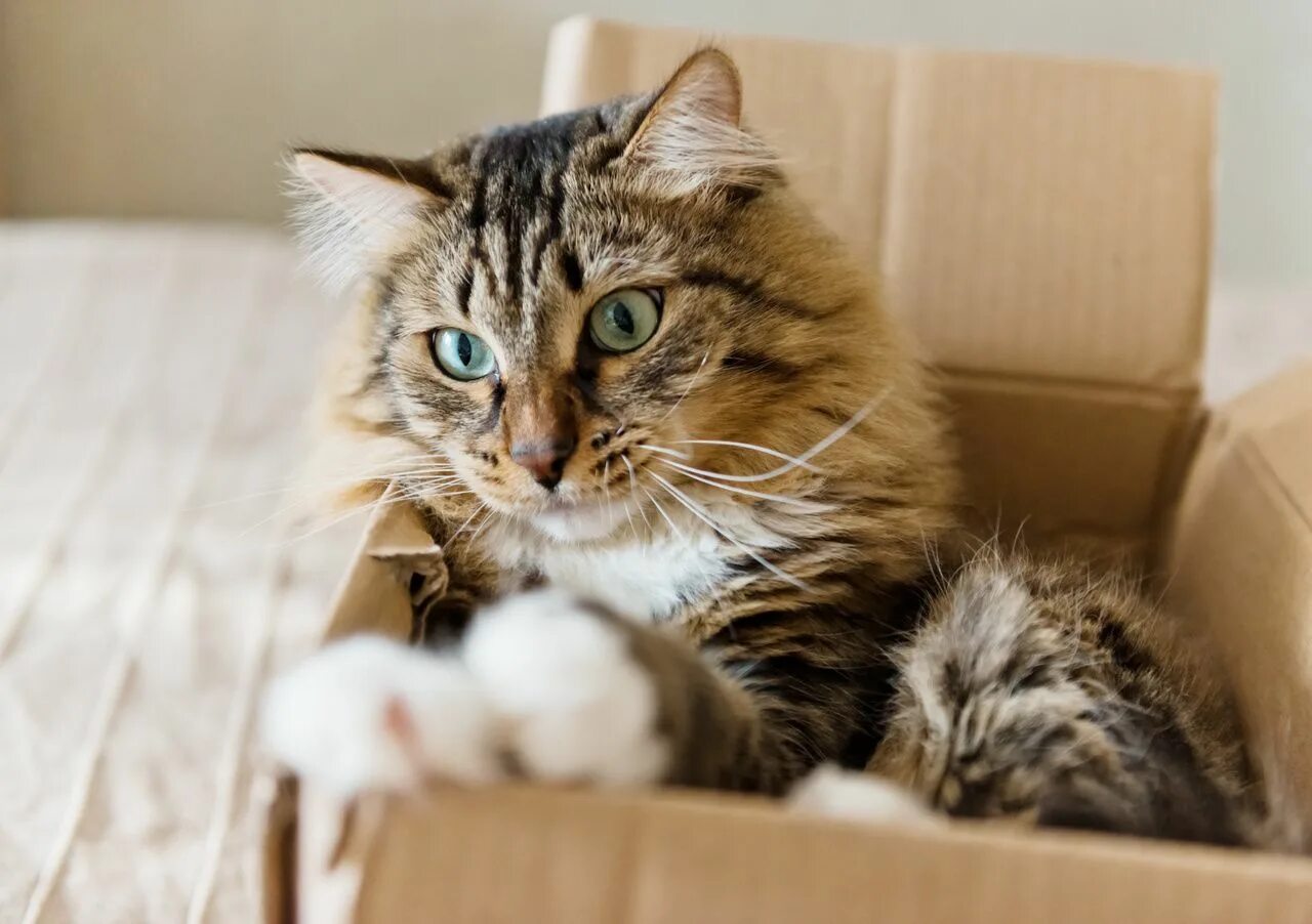 Cat org