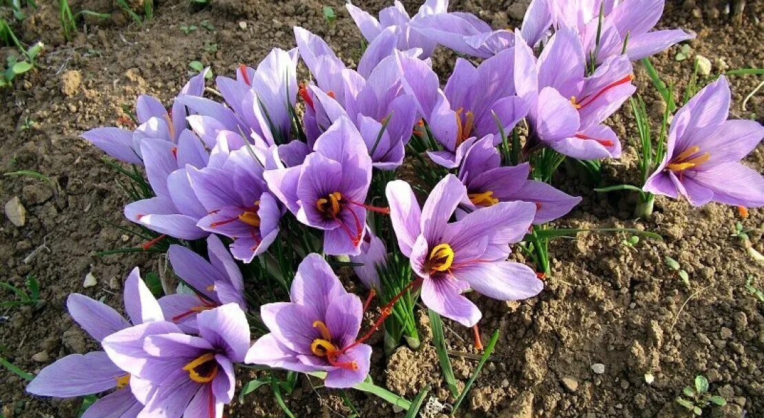 Шафран посевной. Шафран - Crocus sativus.. Cnicus satiuus Шафран посевной. Рокус (Шафран) посевной (Crocus sativus). Крокус осеннецветущий Шафран посевной.