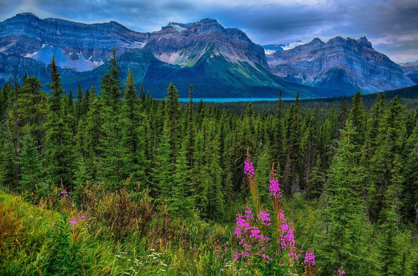 Скалистые горы парк Джаспер. Таёжный лес в Канаде. Растительность канады