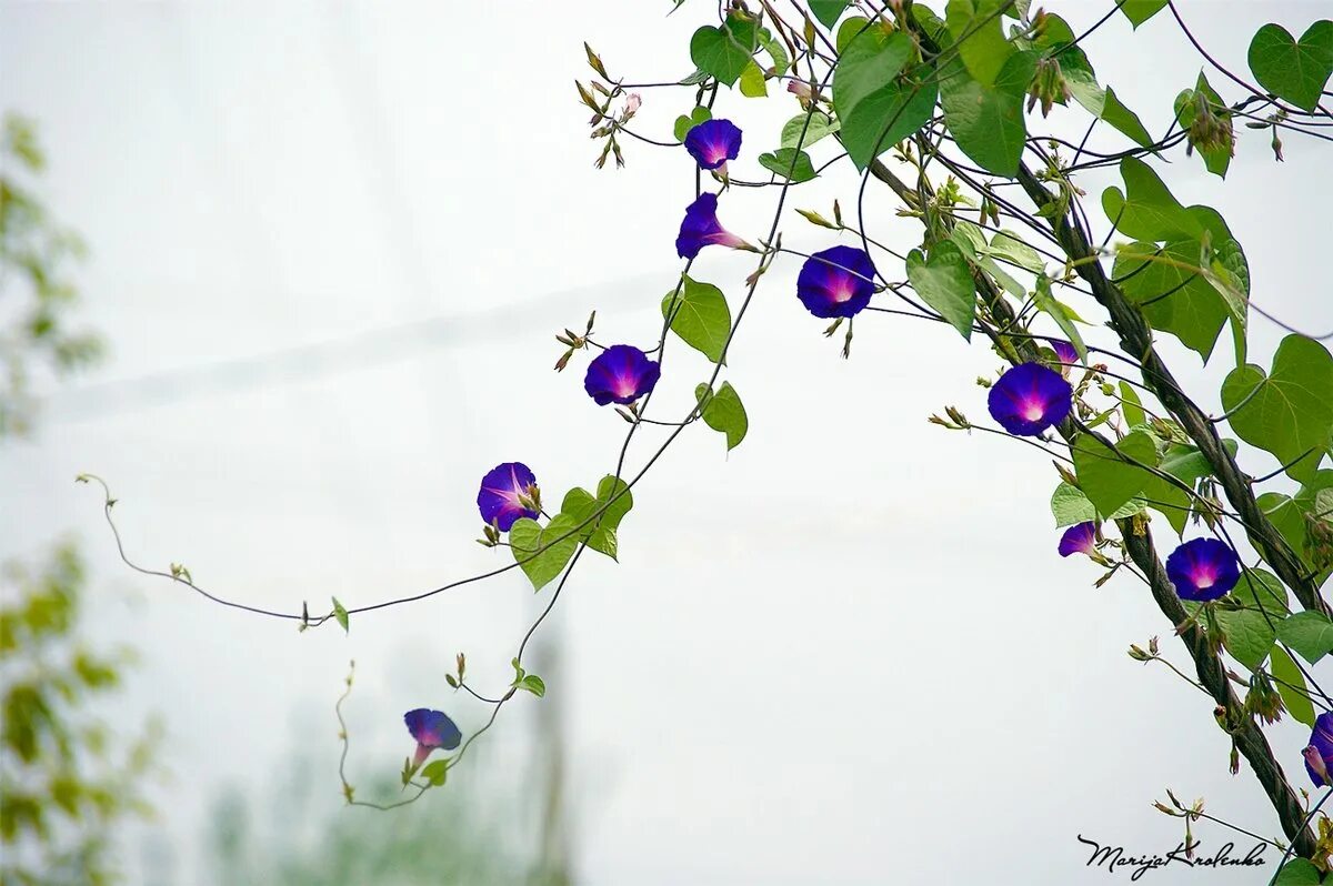 Фотограф евгений мохорев максимов. Вьюн жюри сюита. Вьюн жюри сюита. Мохорев евгений mokhorev evgeny. Картины кузин сергей семенович.