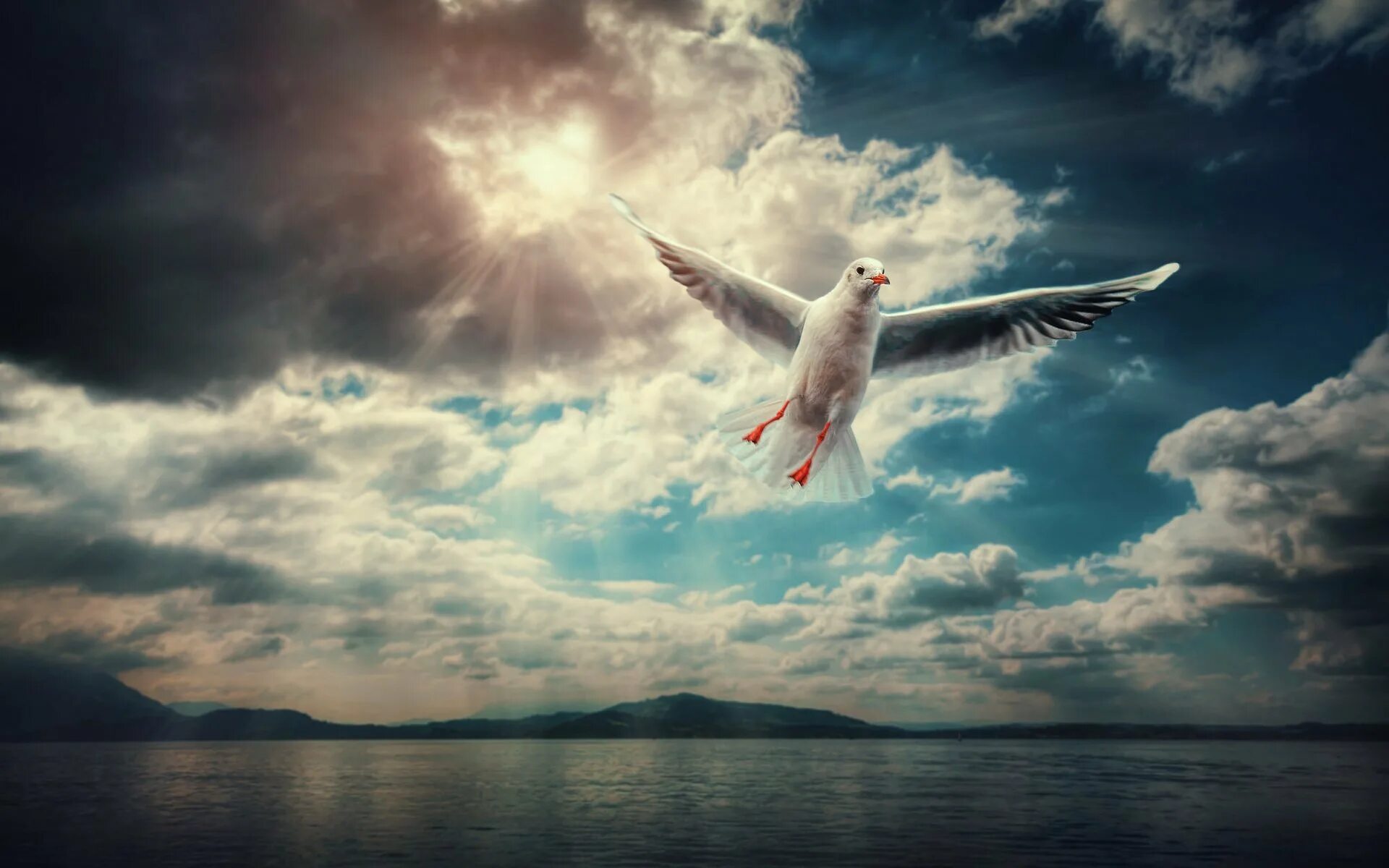 Песня птица взлетает в небо. Птицы в небе. Птица в полете. Полет птицы над морем. Красивое небо с птицами.