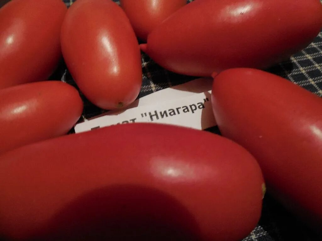Томат ниагара характеристика и описание сорта. Томат кибиц. томат ниагара. семена томата ниагара. томат кибиц семена.