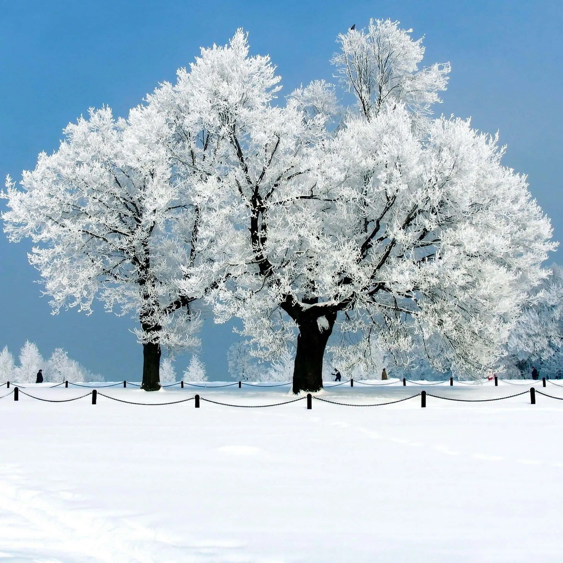 Snow is beautiful. Зимнее дерево. Деревья в снегу. Заснеженные деревья. Красивые зимние деревья.