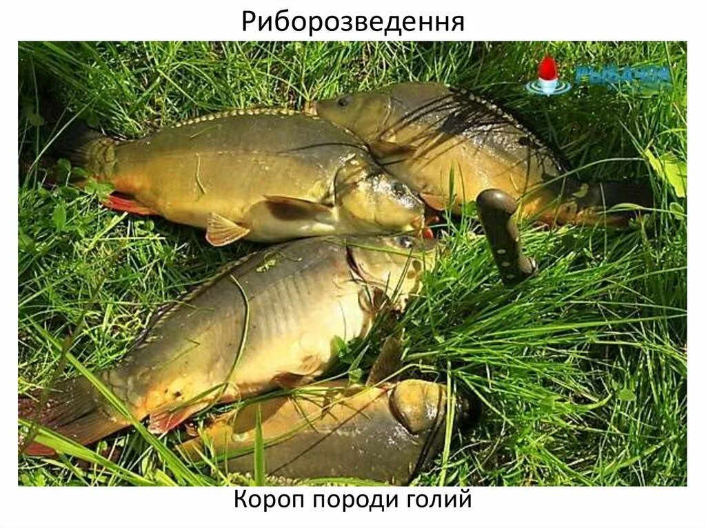 рыбалку зеркальный карп. зеркальный кожистые карп. рыбалку зеркальный карп. рыбалку зеркальный карп. рыба карп.