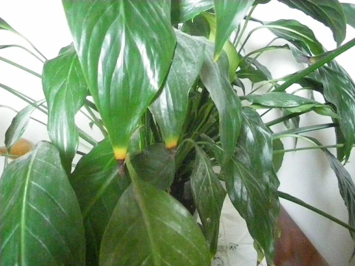 Хлороз спатифиллума. Спатифиллум сохнут кончики. Фитофтороз на спатифиллум. Спатифиллум хлороз. Спатифиллум хлороз.