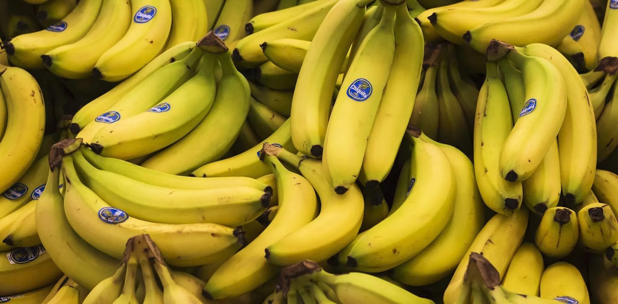 Где можно купит банан. Банан сорт Кавендиш. Банан красный Кавендиш. Бананы Уругвай. Сорт: “Cavendish”.