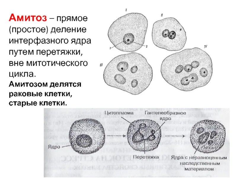 Макронуклеус амитоз. Деление раковых клеток амитоз. Деление клетки амитоз схема. Амитозом часто делятся клетки. Прямым бинарным делением клетки