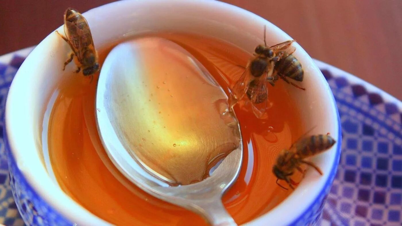 Накачали матку. Пчелы и мед. Пчелиный мёд. Оса на варенье. Мёды пчелы матки.