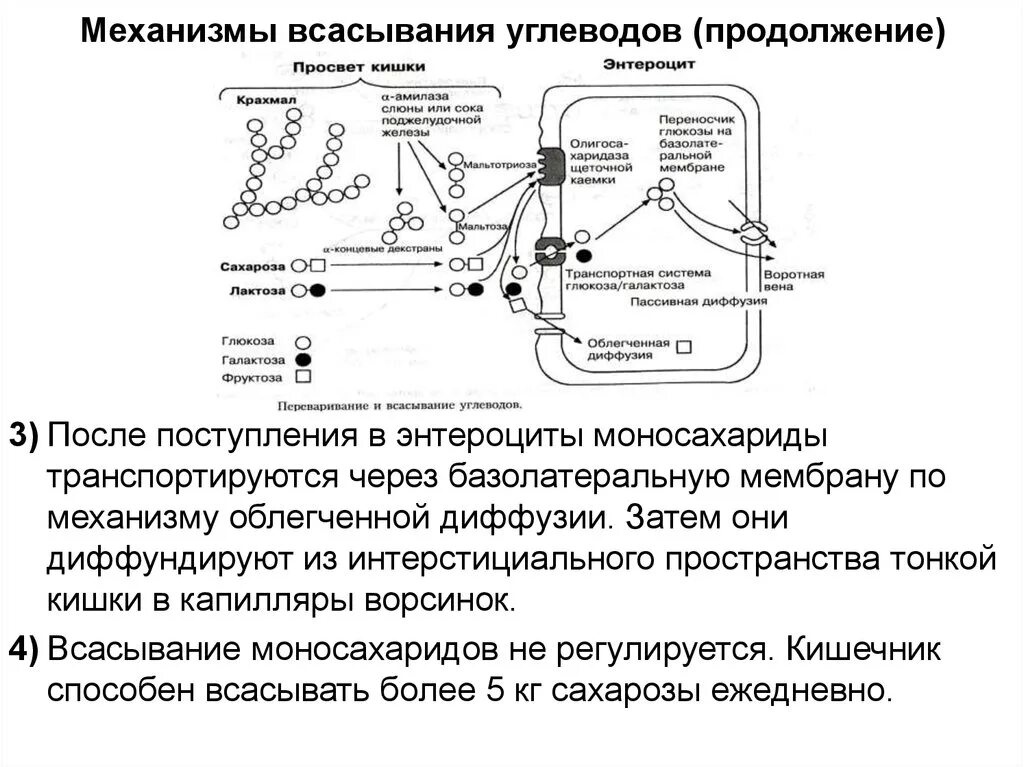 Механизм всасывания моносахаридов в тонком кишечнике. Механизмы всасывания углеводов в стенку кишечника. Механизм всасывания в энтероцит. Механизм всасывания веществ в кишечнике. Всасывание воды происходит в желудке