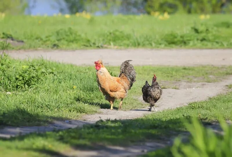 Во дворе ходят курочки. Куры гуляют по улице. курочки гуляют во дворе. петух гуляет. петух на прогулке.