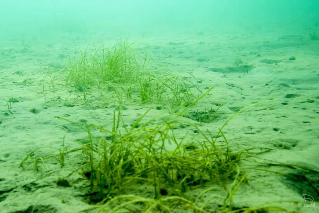 Водоросли дона. Песчано илистое дно. Речное дно. Растения под водой. Пресноводные водоросли.