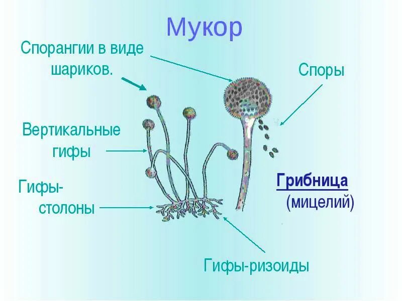 Чем строение пеницилла отличается от строения. Строение гриба мукора. строение плесени мукора. строение плесневого гриба мукора. белая плесень мукор строение.