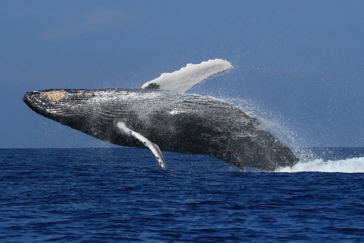 10 самых больших животных. Гренландский кит. Горбатый кит в Антарктиде. Синий кит блювал. Синий горбатый кит.