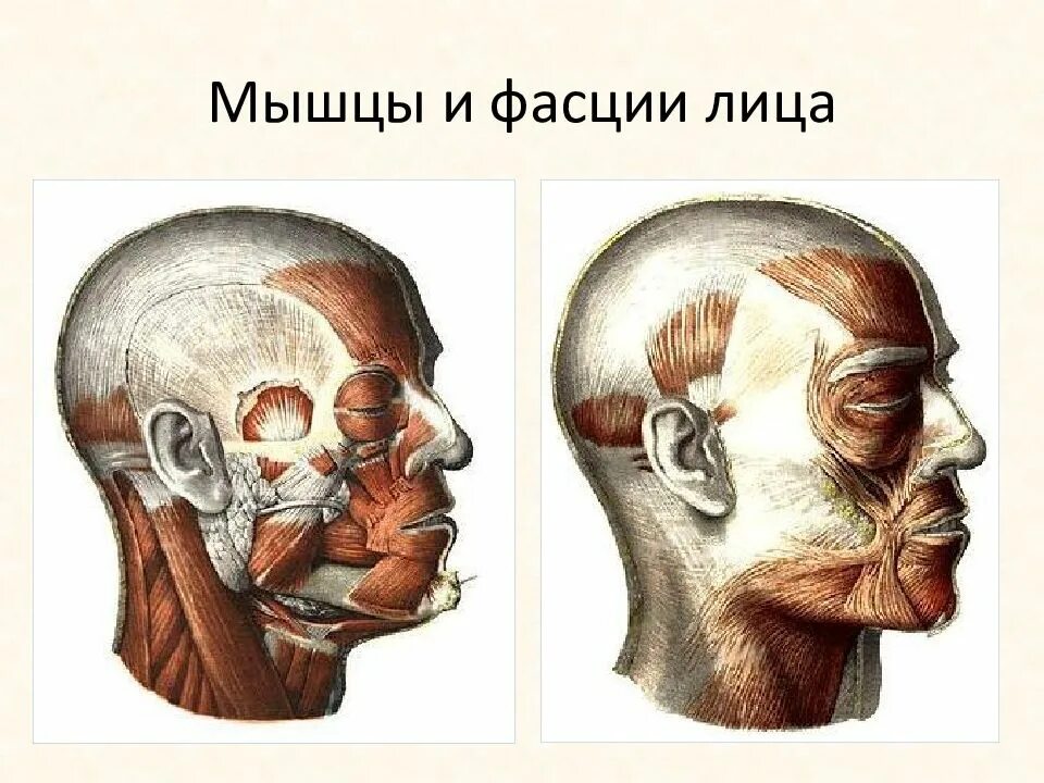 Лицевая область