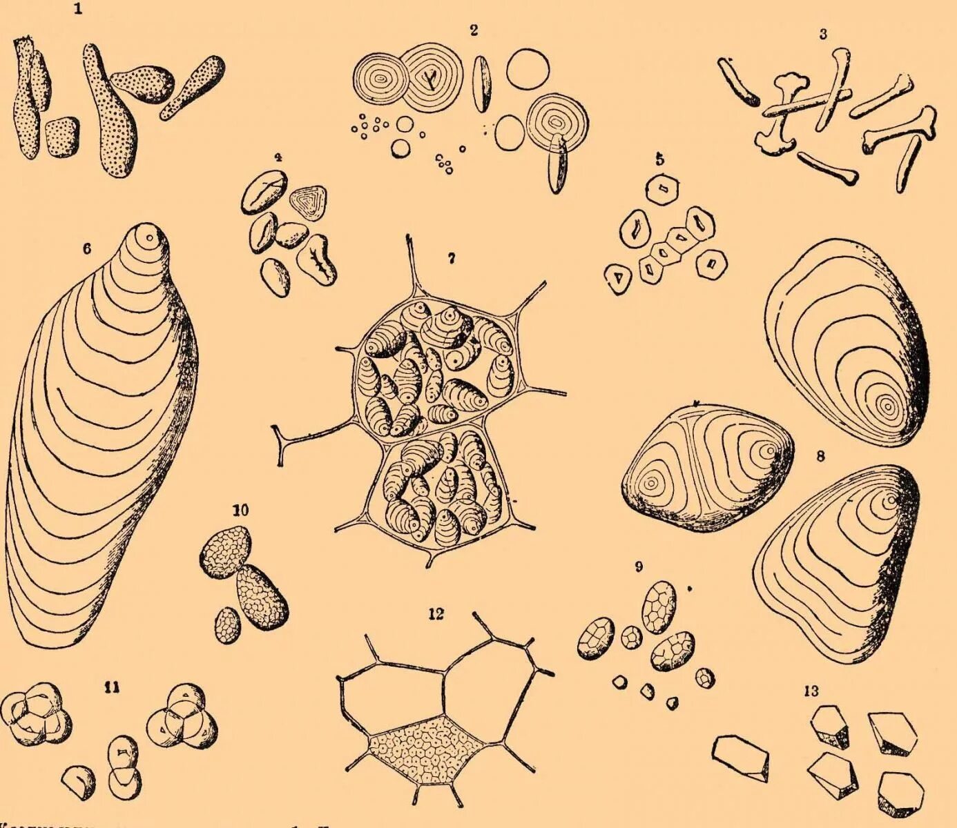 каким номером на рисунке обозначено зерно крахмала. строение крахмальных зерен картофеля. структурные компоненты крахмала. крахмальные зерна пшеницы строение. строение крахмальных зере.