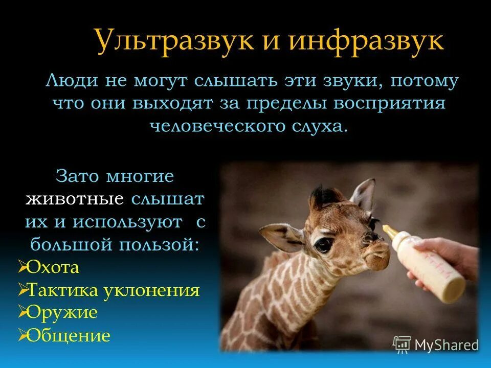 Инфразвук животные использующие. Животные которые слышат инфразвук. Инфразвук животные использующие. Киты эхолокация. Животные издающие инфразвук.