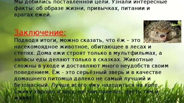 Исследовательская работа о ежах. Враги ежа. Факты о ежах. Ежик заключение. Проект ежики