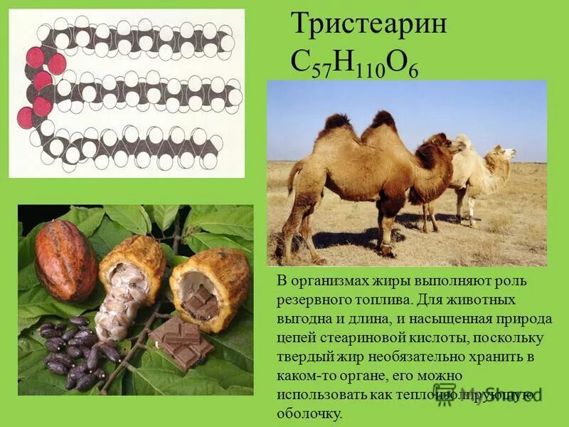 жиры в организме животных. жиры являются источниками?. функции дири в организме. усвоение растительного и животного жира. жиры в организме животных.