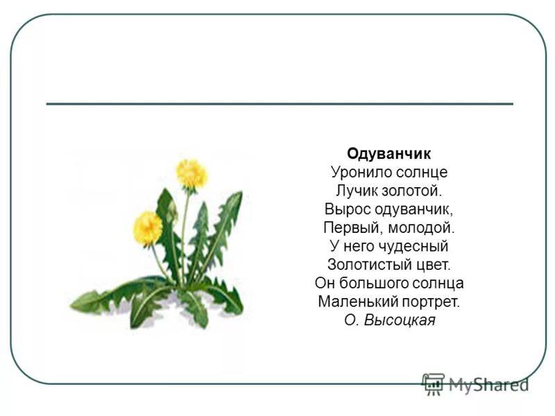 Золотые лучи стихи. Высоцкая одуванчик стихотворение. Стих про одуванчик. Уронило солнце лучик золотой вырос одуванчик. Вырос одуванчик.