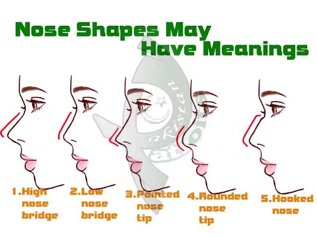 Нос перевести на английский. Нос snub. Types of noses. Форма носа snub это. Nose Shapes.