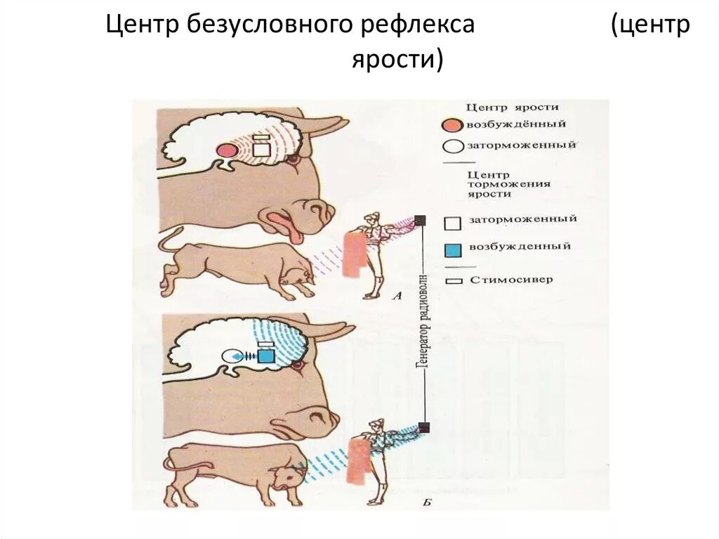 Практическая работа рефлексы. Центры условных рефлексов. Условные и безусловные рефлексы примеры. Условные рефлексы у человека. Безусловные рефлексы картинки.