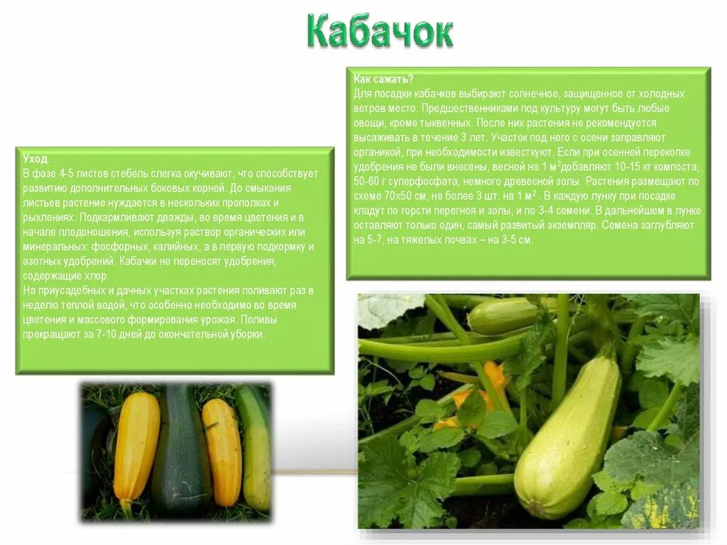 Сколько можно кабачков. Чем полезен кабачок. Кабачок полезные вещества. Созревший кабачок. Кабачки в бочке.