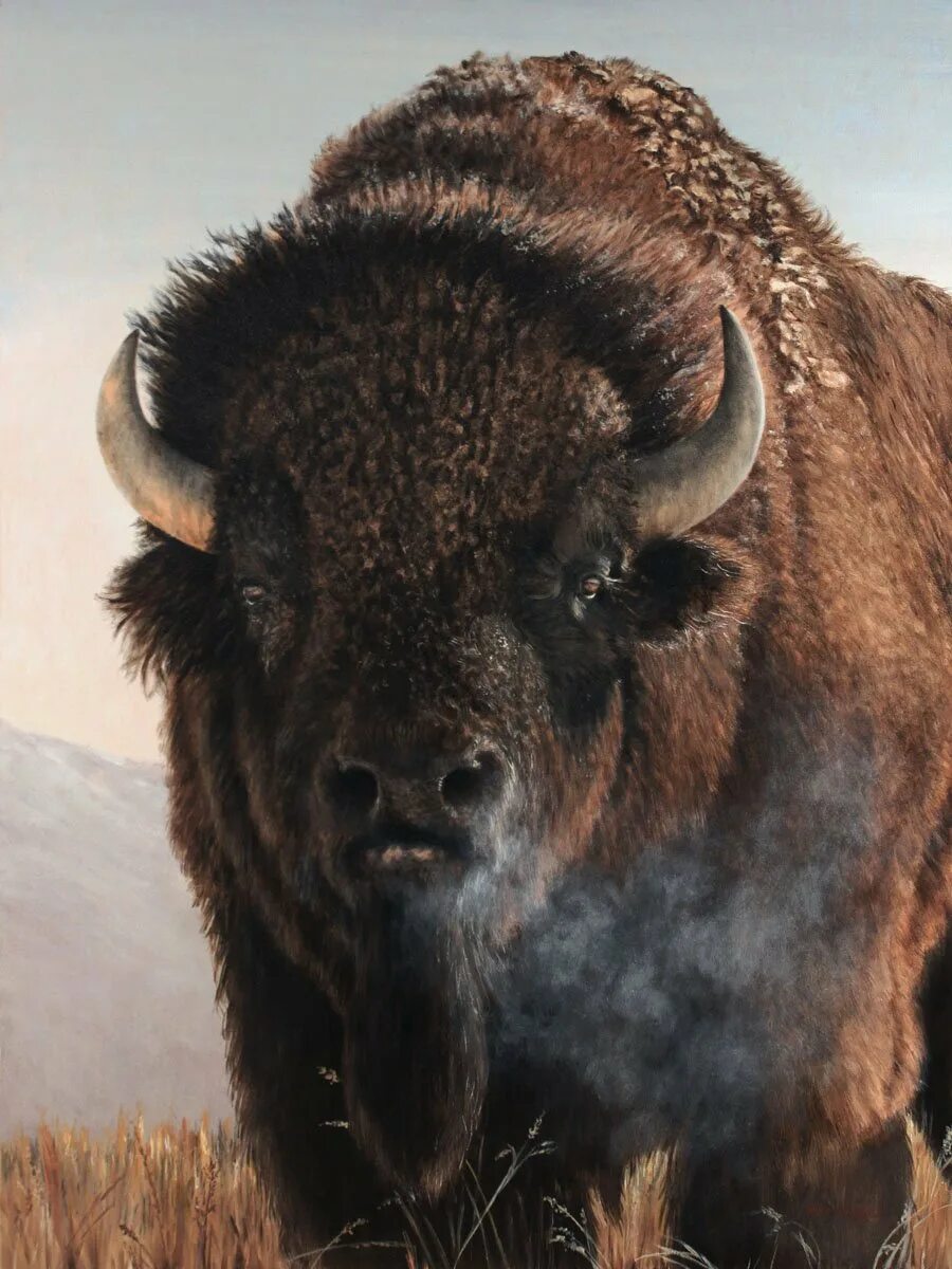 Зубр арт. Древний большерогий бизон. бизон (bison bison). бизоны зубры буйволы. быки зубры бизоны.