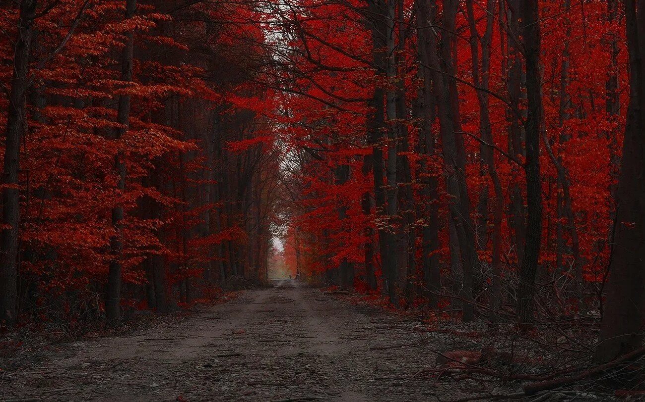 Красный лес. Осень красная природа. Богрянец или багрянец. Загадочная осень. Кровавый лес.