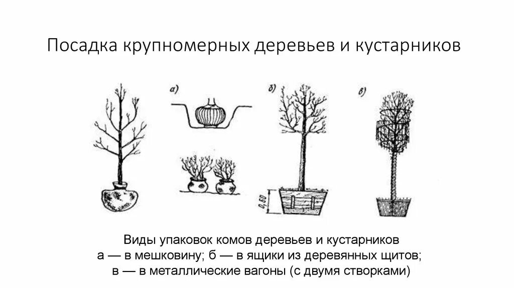 Схема посадки крупномеров. Технологическая карта посадки крупномеров. Посадка крупномерных деревьев схема. Схема посадки хвойных крупномеров.