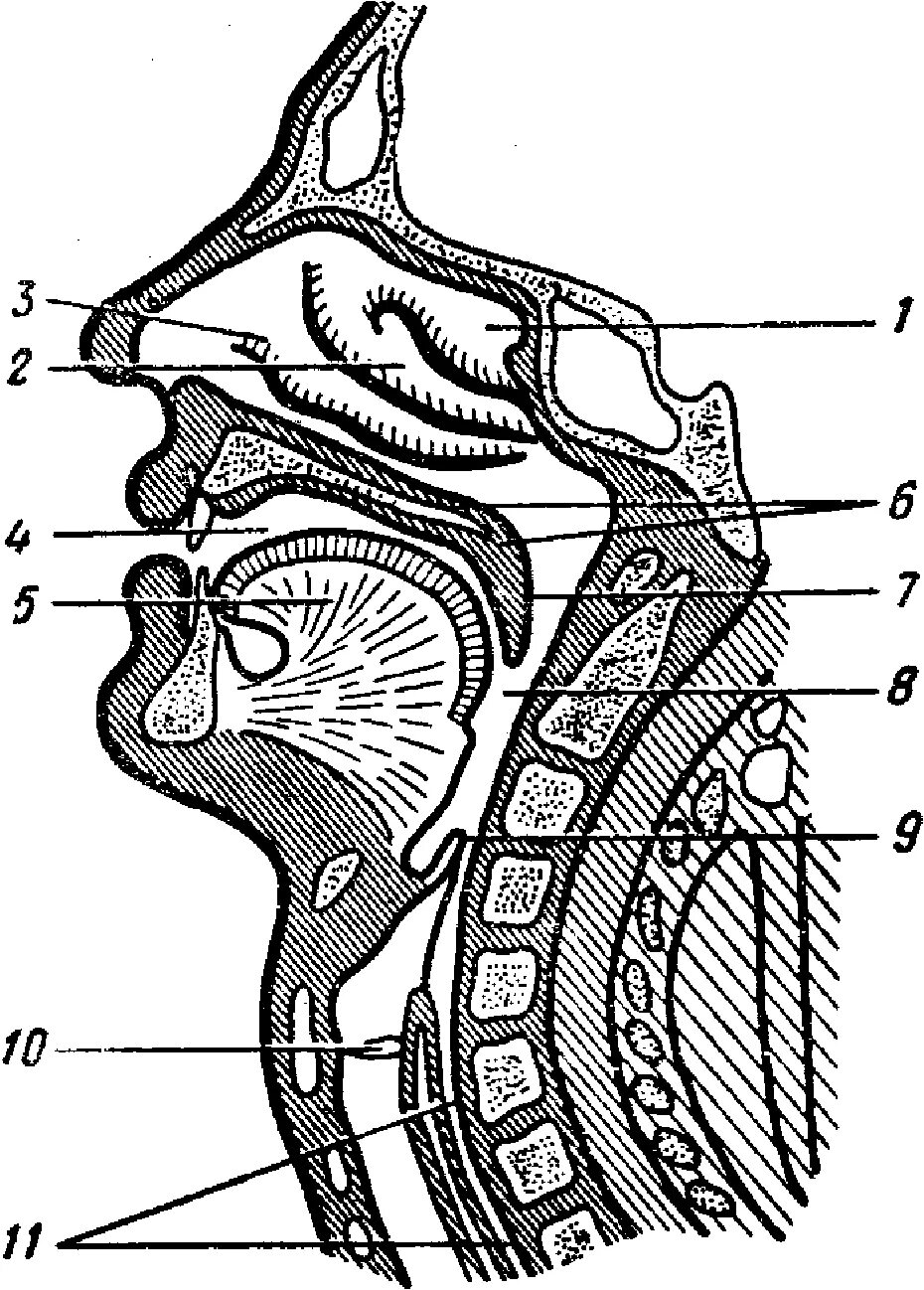 Носовая полость ротовая полость. Носоглотка строение анатомия. Полость рта Сагиттальный разрез анатомия. Строение носоротовой полости. Анатомия человек носоглодка..