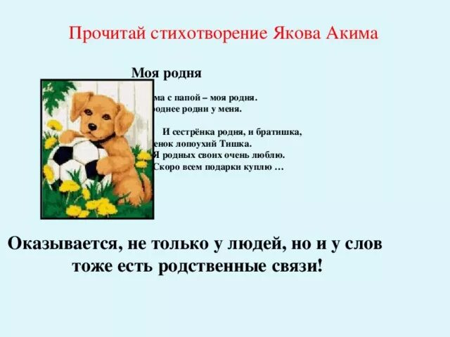 Я. Стих моя родня. Чтение стихотворения я. Акима моя родня. Моя родня стихотворение.