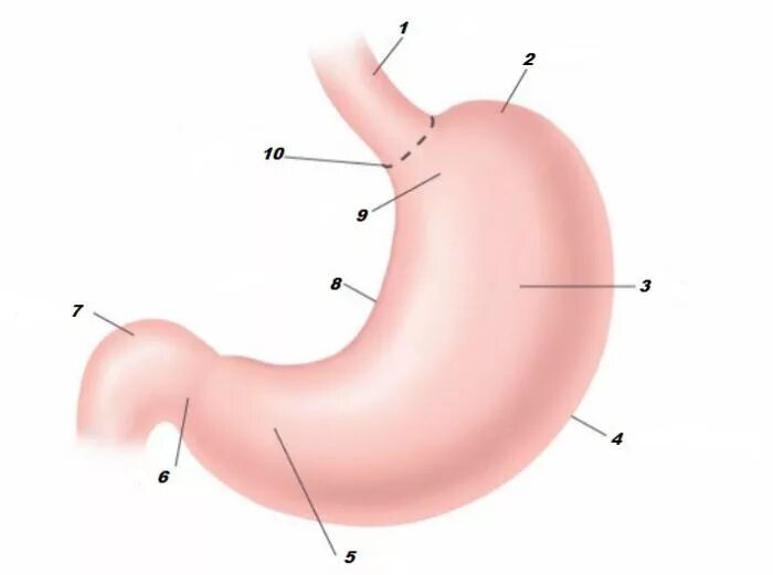 4 части желудка. Строение желудка человека анатомия. Желудок анатомия строение картинки. Желудок человека строение рисунок.