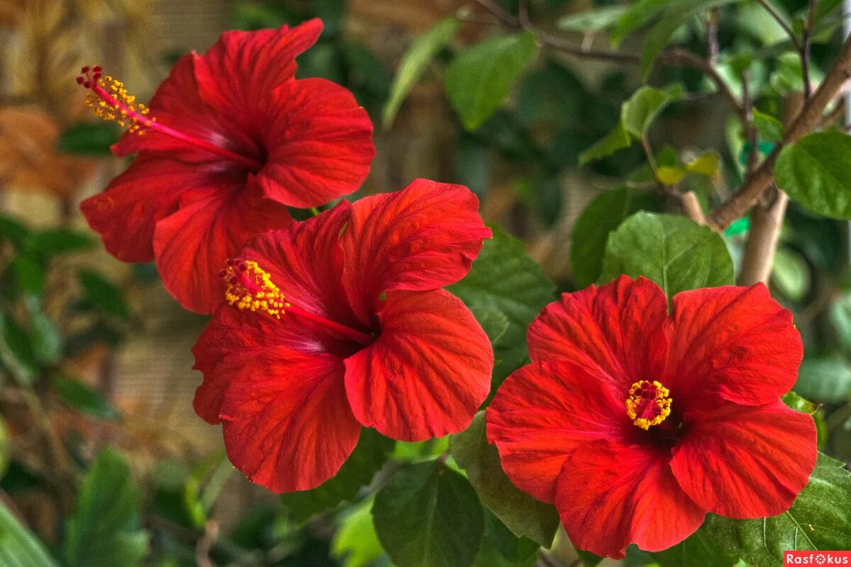 гибискус (hibiscus). гибискус китайский hibiscus rosa-sinensis. гибискус красный комнатный. гибискус красный немахровый. гибискус красный.