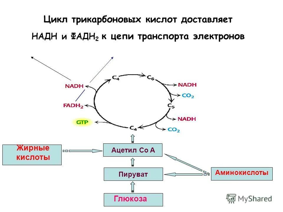 Цепь транспорта электронов