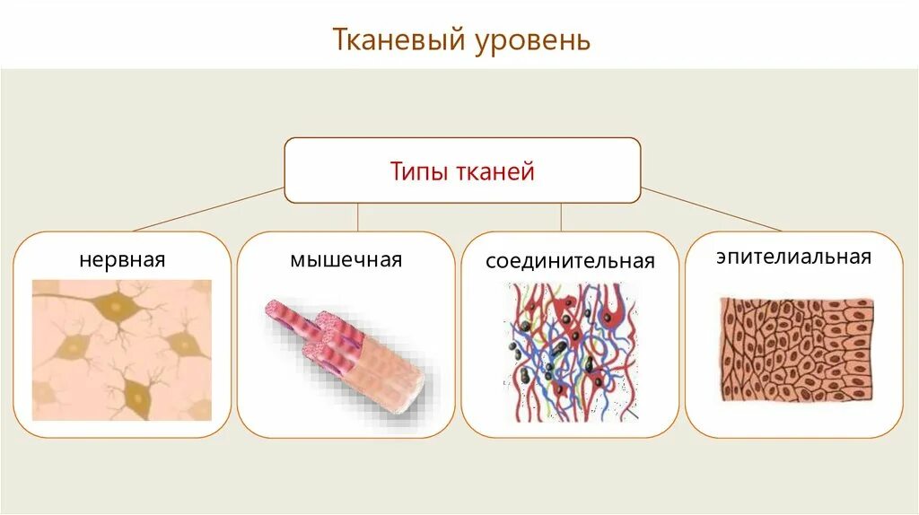 Тканевой уровень жизни. Ткани человека. Типы тканей. Типы тканей эпителиальная соединительная мышечная нервная. Ткани человеческого организма.