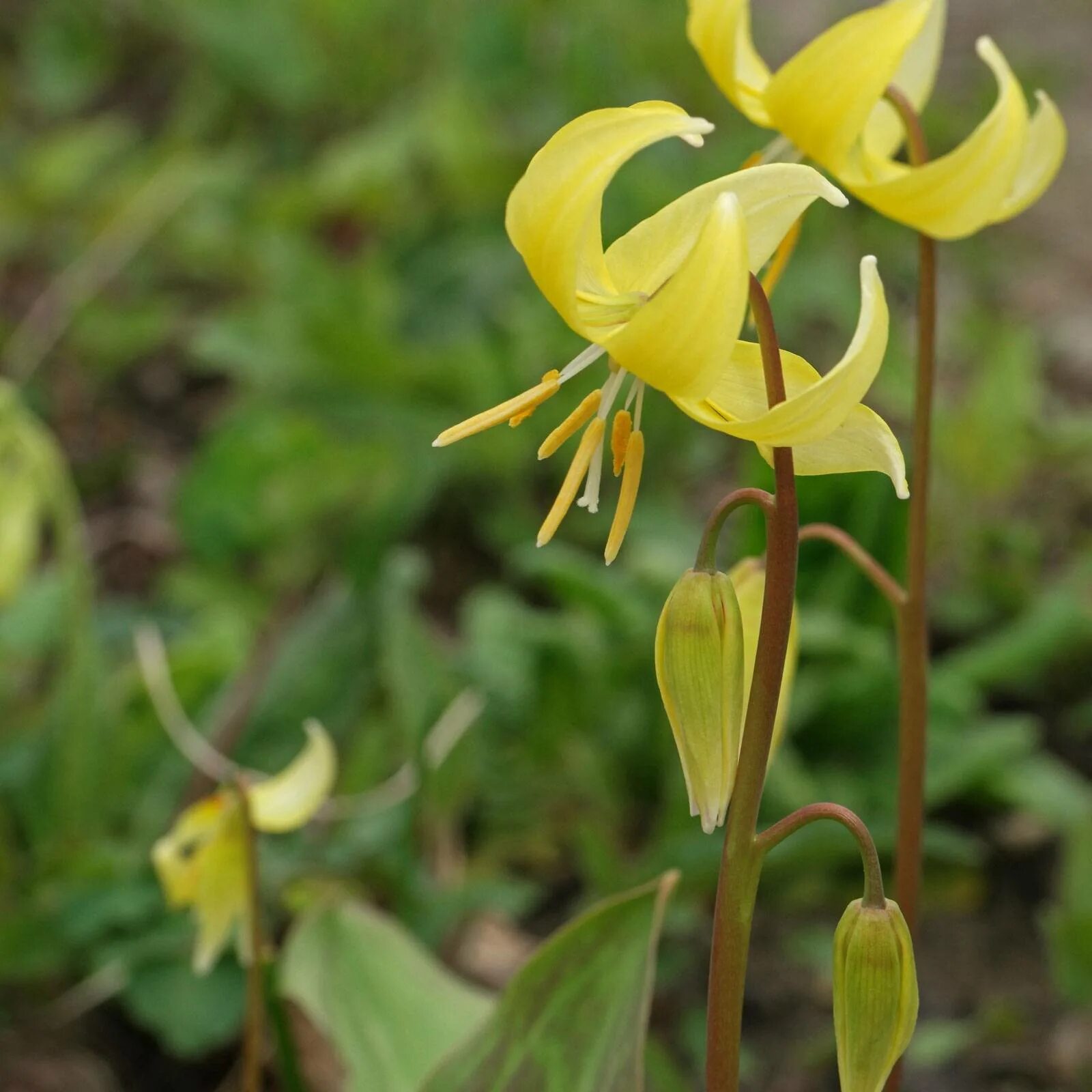 Эритрониум Кандык. Кандык (Erythronium). Кандык туолумнийский. Кандык Кондо. Эритрониум