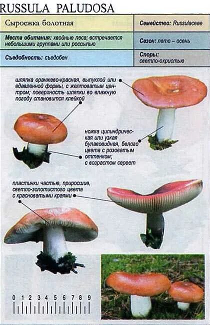 Какую среду обитания освоила сыроежка биология 5. Сыроежка и ложная сыроежка. Сыроежка жгучеедкая. Сыроежка шляпка снизу. Сыроежка несъедобные грибы.