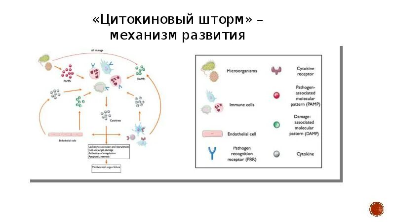 Контакт ковид 19. Цитокиновый шторм. Цитокиновый шторм механизм. Механизм развития цитокинового шторма. Цитокиновый шторм схема.