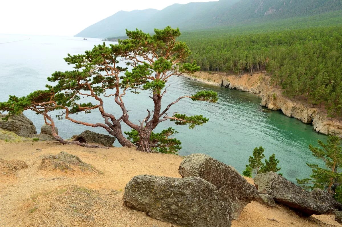 Оби байкал. Песчаная (бухта, японское море). Байкал Ольхон кедр. Сосны на Ольхоне. Байкал, бухта Песчаная, кедр жизни.