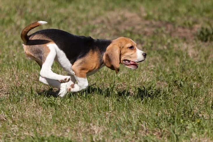 эстонская гончая. порода собак эстонская гончая. пегая гончая. русская пегая гончая собака. гончая собака щенок.