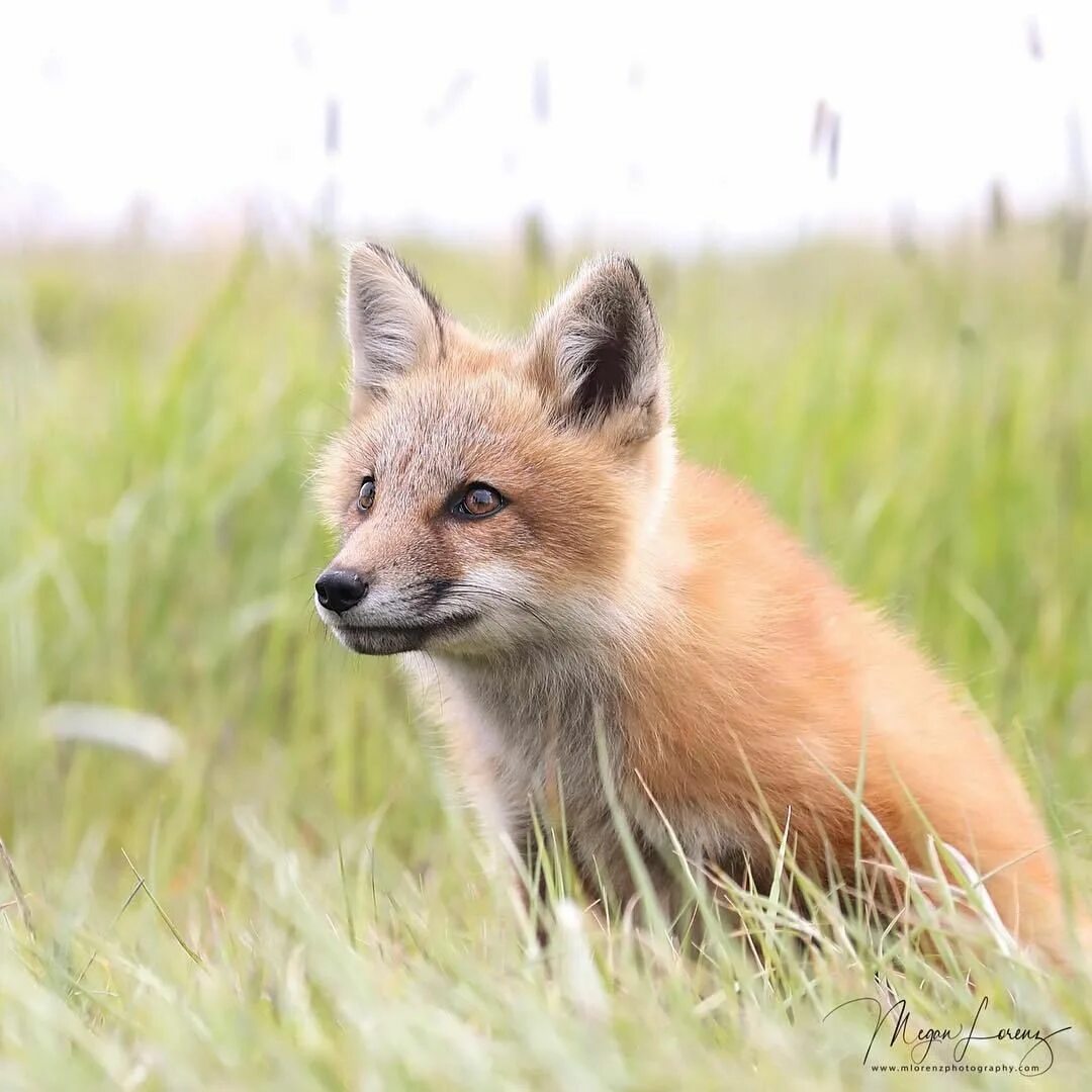 Kit fox. Ареал лисицы обыкновенной. Лиса в Карелии. Лиса местообитание. Ареал рыжей лисицы.