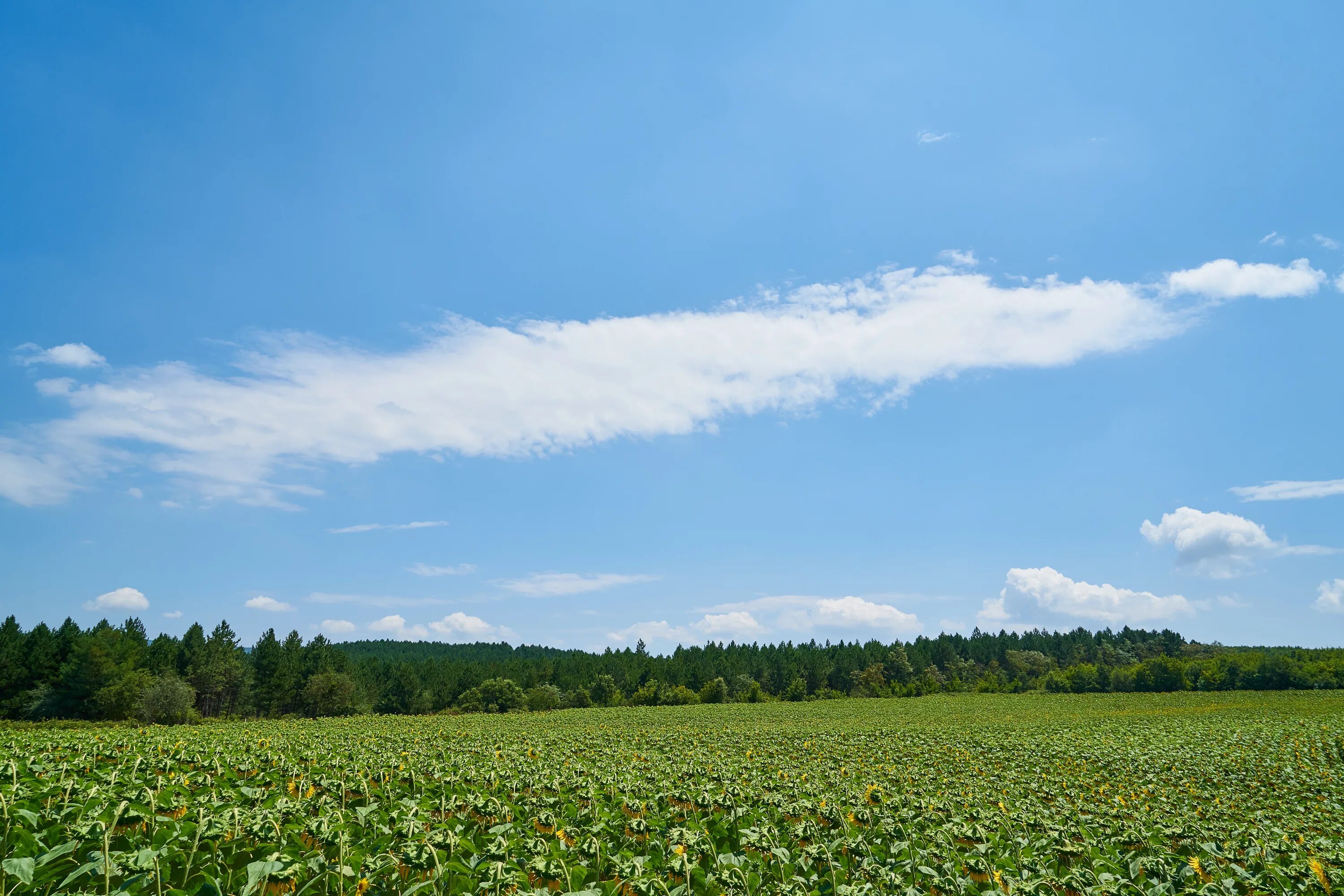 Fields area. Гляну в поле гляну в небо. 16:10 Sunny view field.