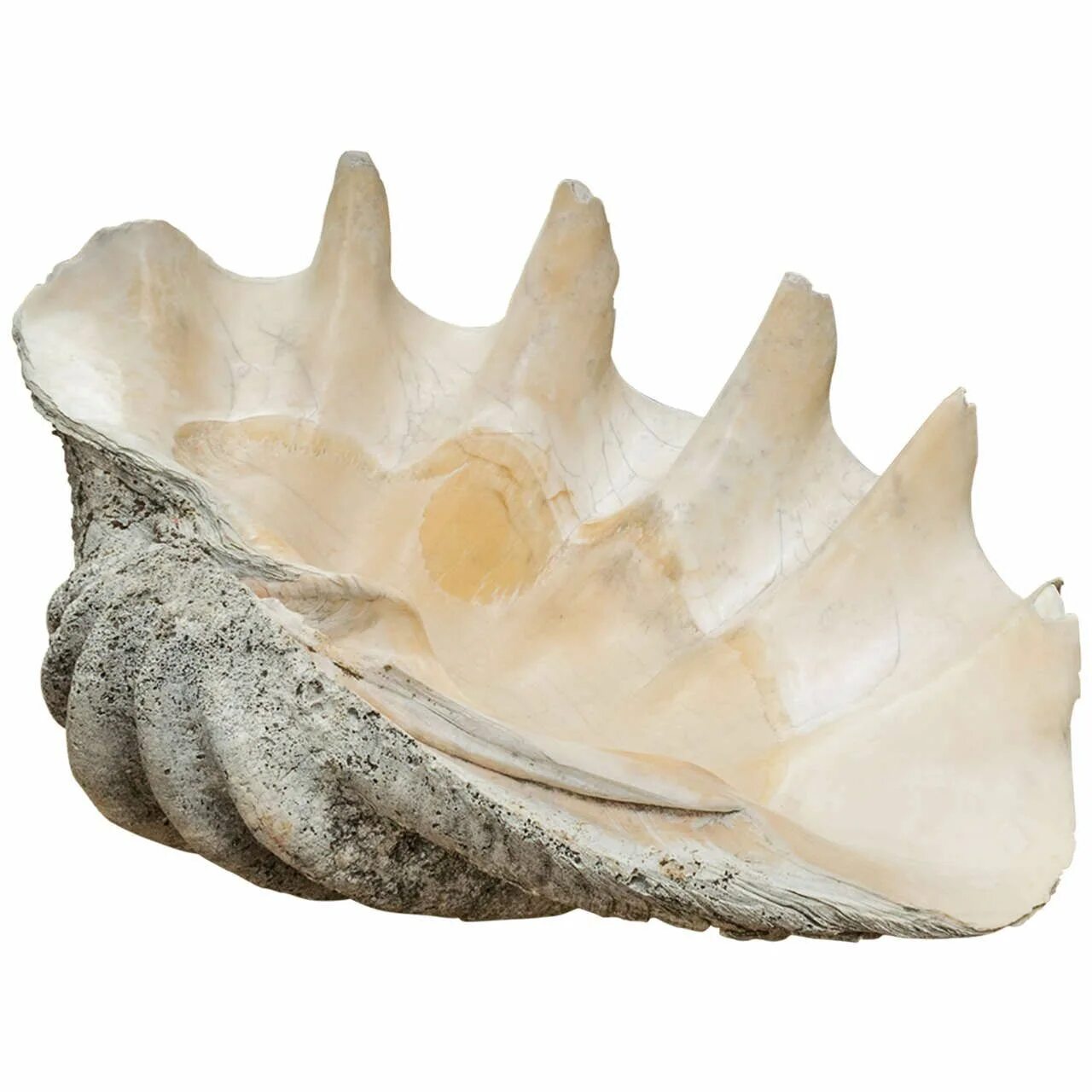 Большая ракушка купить. Giant Clam Shell. Ракушки Клэм giant. Ракушка. Морская раковина.