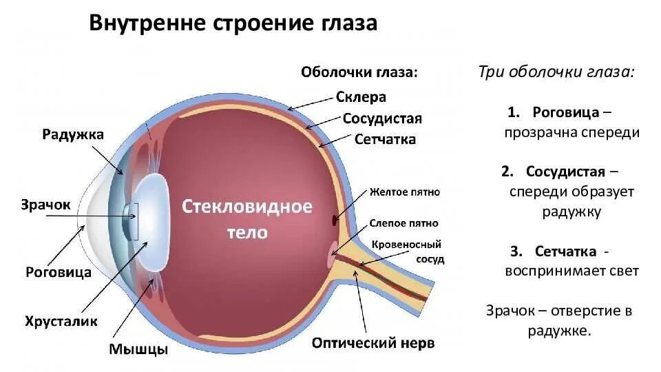 Глаз человека имеет оболочек