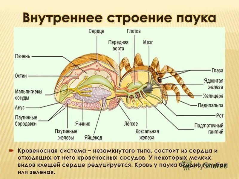 Имеет двухкамерное сердце паукообразных. Дыхательная система паука схема. Отделы желудка паукообразных. Строение сердца паукообразных. Имеет двухкамерное сердце паукообразных.