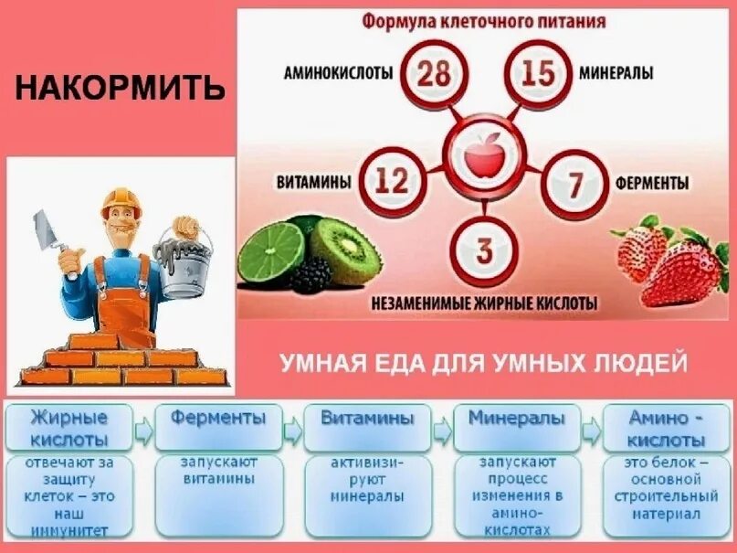 Осуществляют питание клетки. Что такое клеточное питание организма. Концепция клеточного питания. Продукты клеточного питания. Клеточное питание картинки.