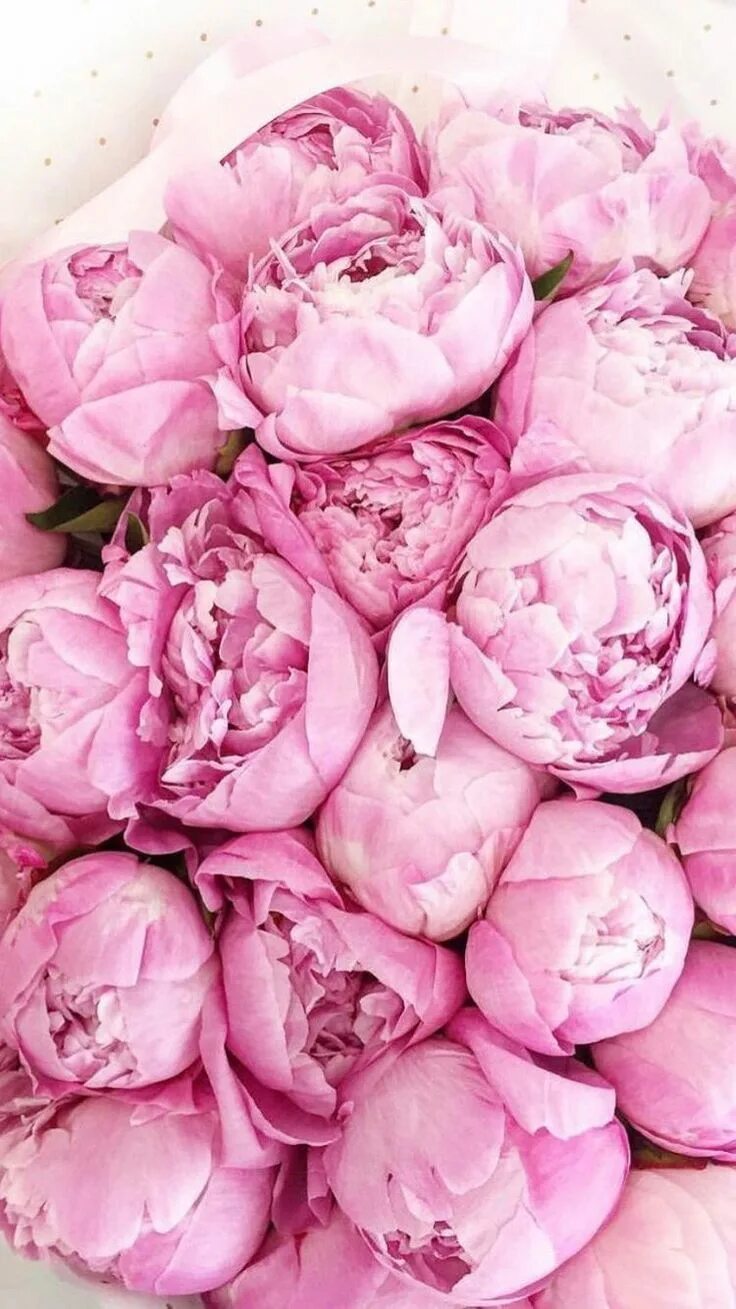 Unusually beautiful ♡ Красивые цветы, Пионы, Розовые пионы