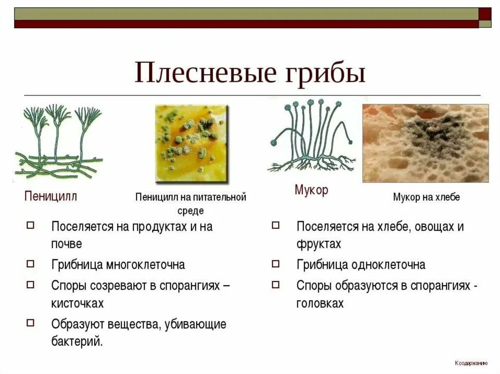 Примеры мукора. Плесневый гриб биология мукор. Плесневые грибы представители. Строение плесневелых грибов. Плесневые грибы примеры грибов.