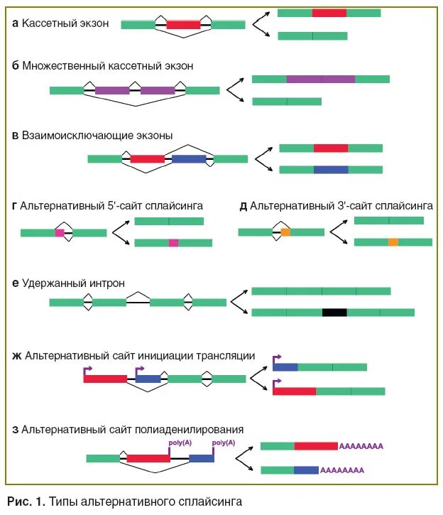 Экзон ру. Подпишите элементы на схеме альтернативного сплайсинга:. Альтернативный сплайсинг схема. Модели альтернативного сплайсинга. Схема сплайсинга.