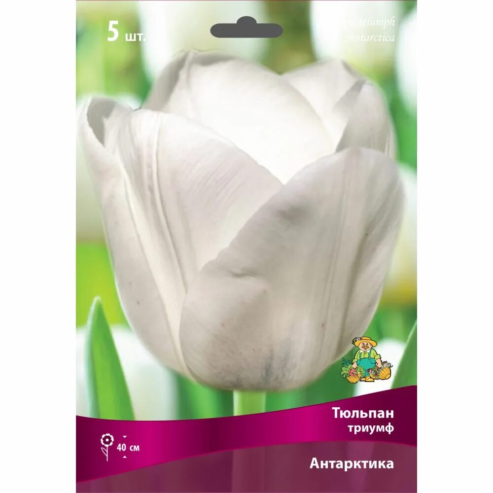 Тюльпан уайт харт. Тюльпан antarctica в букете. Agrass white тюльпан. Тюльпан белый антарктика. Nord lommerse тюльпан.